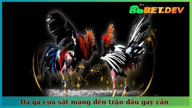 Đá gà cựa sắt mang đến trận đấu gay cấn
