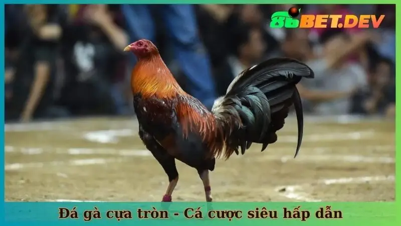 Đá gà cựa tròn - Đến hẹn lại lên, cá cược siêu hấp dẫn
