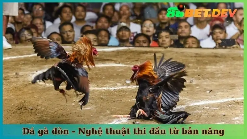Đá gà đòn - Nghệ thuật thi đấu từ bản năng