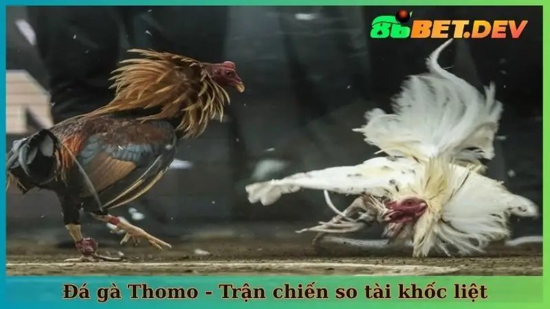 Đá gà Thomo - Trận chiến so tài khốc liệt