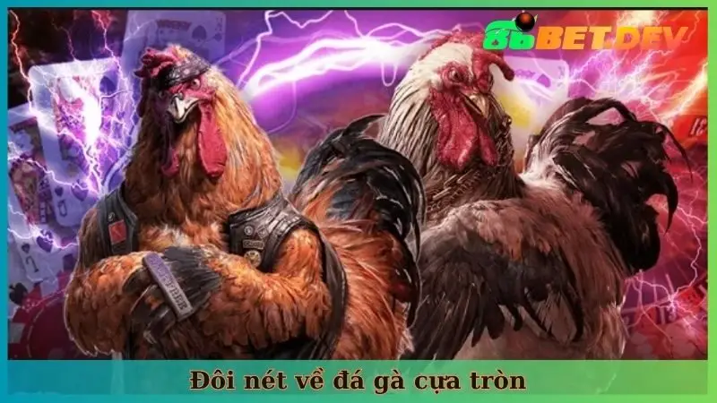 Đôi nét về đá gà cựa tròn