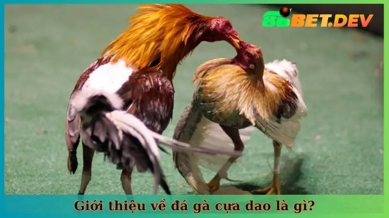 Giới thiệu về đá gà cựa dao là gì?
