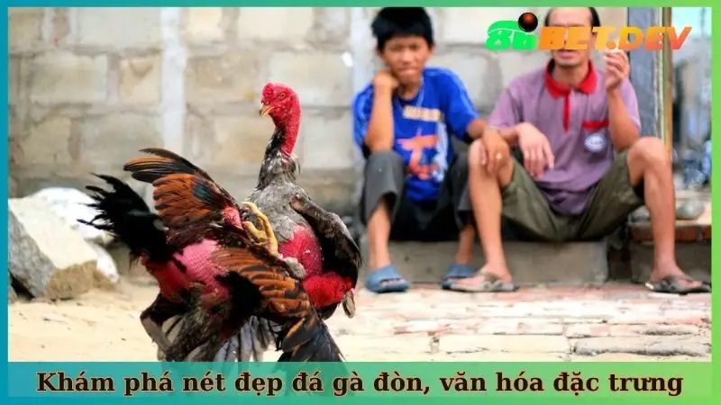 Khám phá nét đẹp đá gà đòn, văn hóa đặc trưng