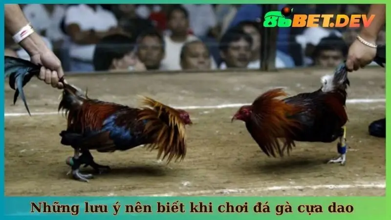Những lưu ý nên biết khi chơi đá gà cựa dao