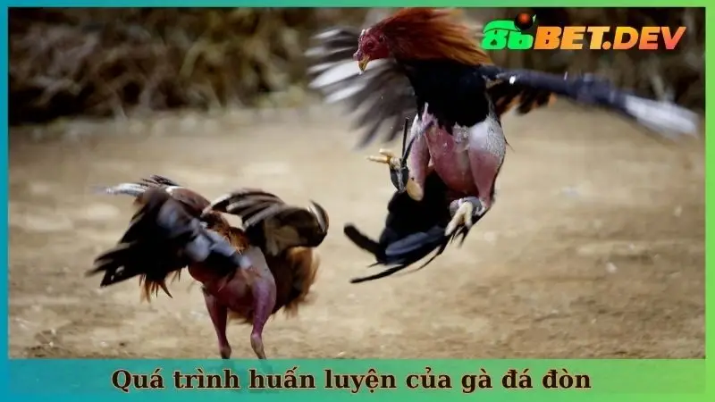 Quá trình huấn luyện của những con gà đá đòn dũng mãnh