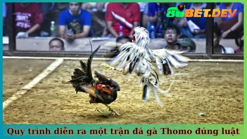 Quy trình diễn ra một trận đá gà Thomo đúng luật
