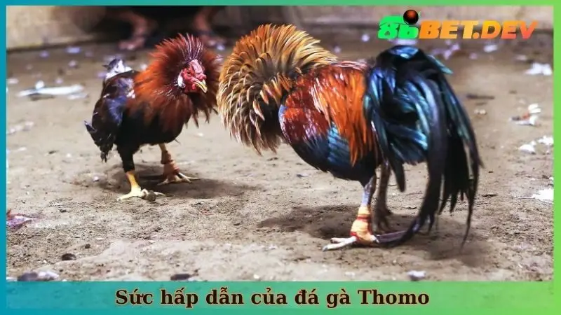 Sức hấp dẫn của đá gà Thomo xuất phát từ yếu tố nào?