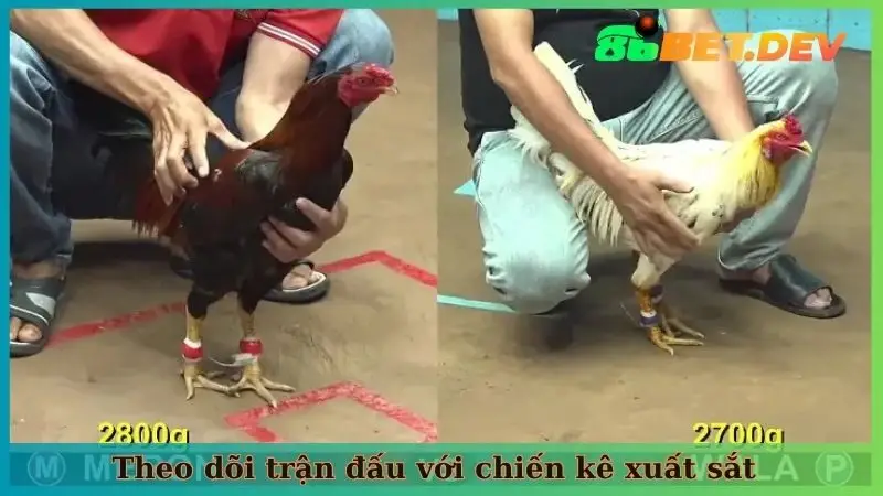 Theo dõi trận đấu với chiến kê xuất sắt