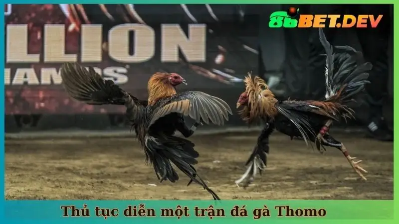 Nắm bắt thủ tục diễn một trận đá gà Thomo để chơi minh bạch