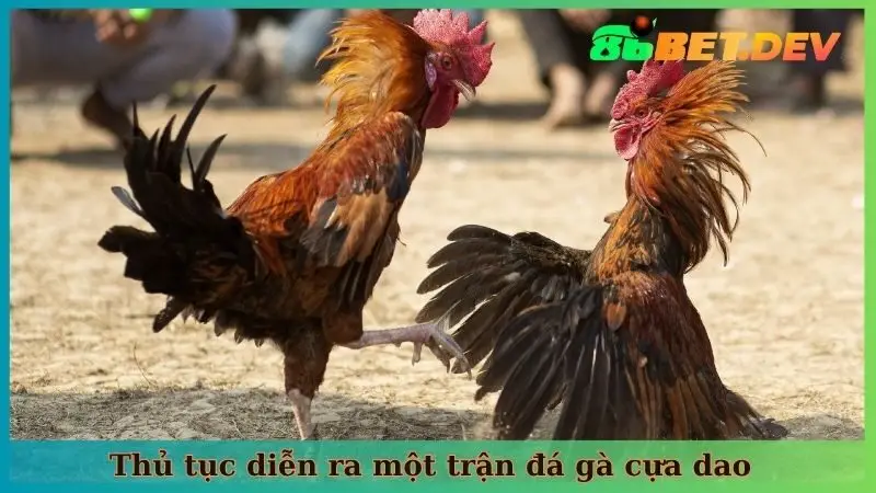 Thủ tục diễn ra một trận đá gà cựa dao đúng nghĩa