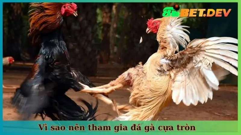 Vì sao nên tham gia đá gà cựa tròn tại nền tảng uy tín