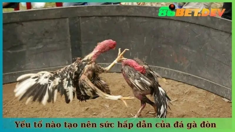 Yếu tố nào tạo nên sức hấp dẫn của đá gà đòn